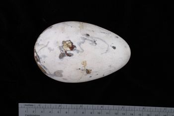 Media type: image;   Ornithology 359387 Description: Image of egg.. view of entire egg.;